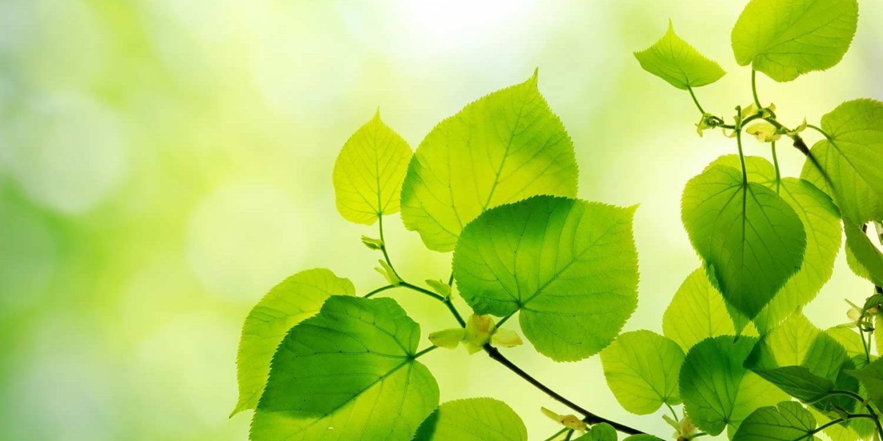 Rispetto dell’ambiente
